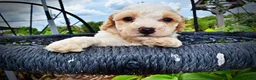 Havapoo dogs for sale: Ashley-SUMMER SALE!! $100 off listed price-this week only! - Ad 3