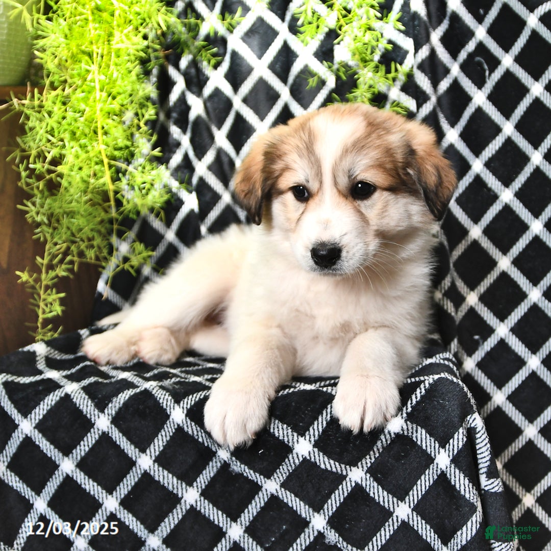Great Pyrenees dogs for sale: Allie - Ad 5