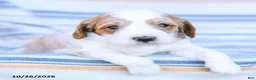 Cavapoo dogs for sale: Max - Ad 4