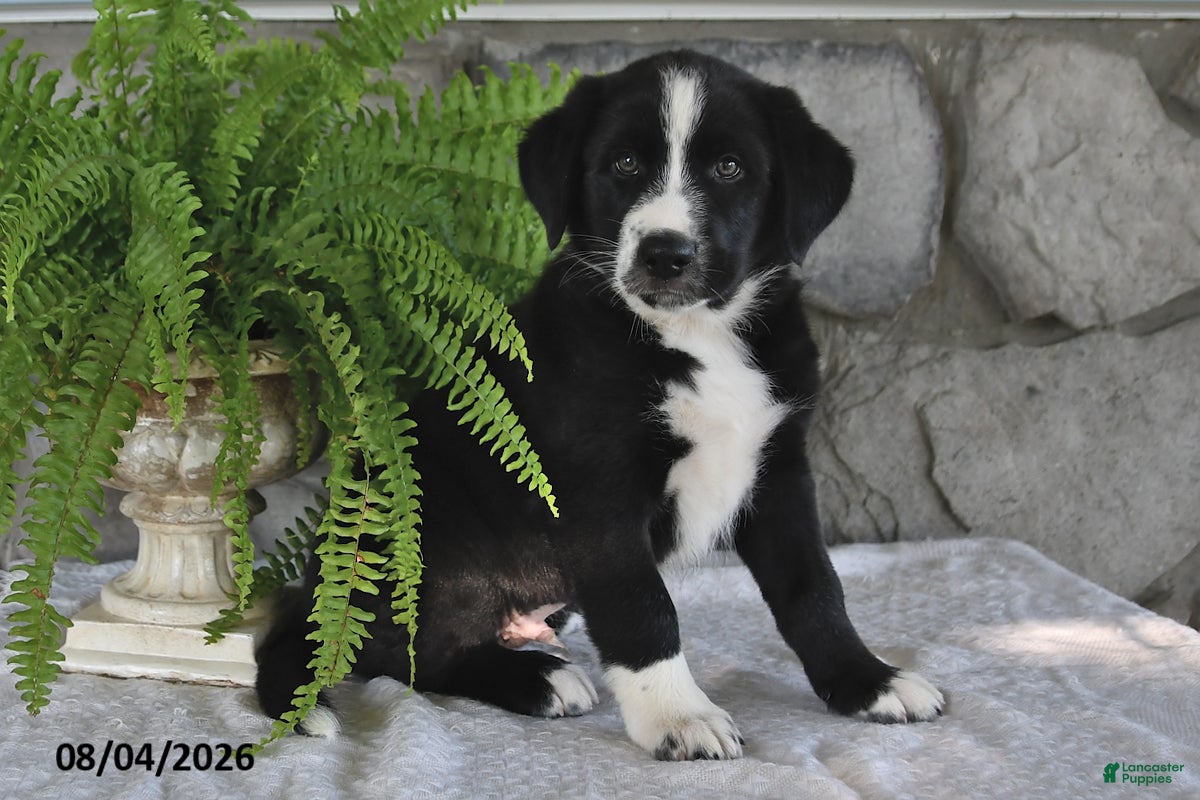 Mixed Breed dogs for sale: Romping Rocky - Ad 1