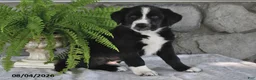 Mixed Breed dogs for sale: Romping Rocky - Ad 1