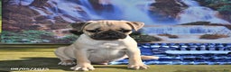 Pug dogs for sale: Sparky - Ad 25