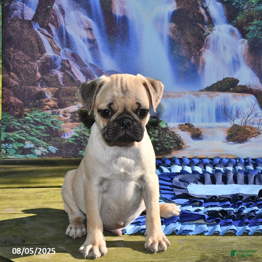 Pug dogs for sale: Sparky - Ad 25