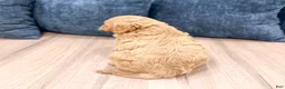Mini Goldendoodle dogs for sale: Betsy - Ad 5