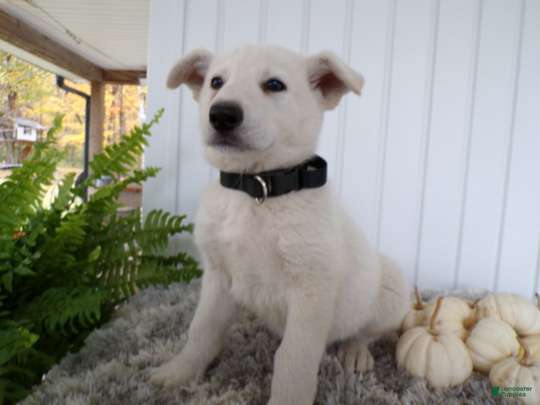 German Shepherd dogs for sale: German Shepherd Puppy 4 Moon Shine - Ad 1