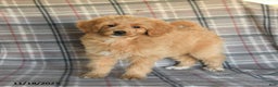 Mini Goldendoodle dogs for sale: Sera - Ad 3