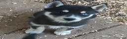 Siberian Husky dogs for sale: Sonya's female 1 - Ad 2
