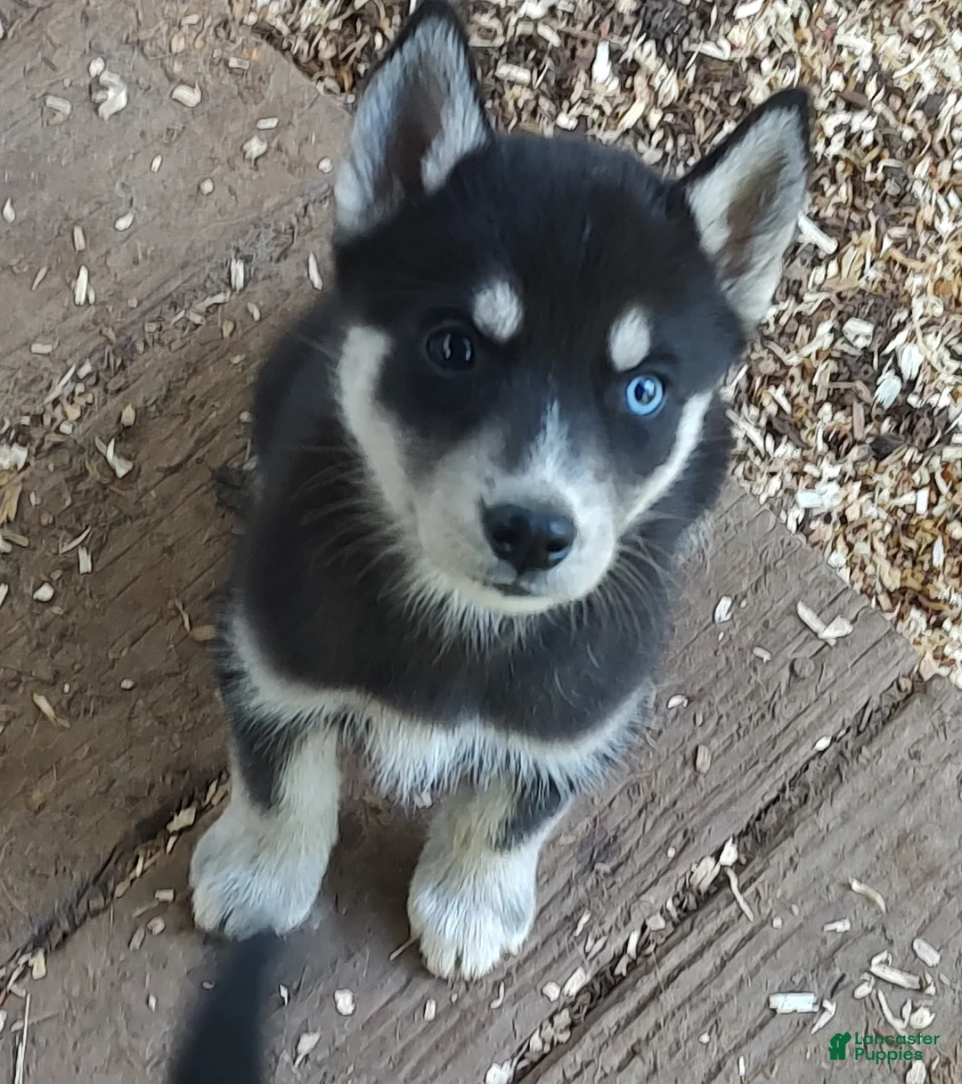Siberian Husky dogs for sale: Sonya's female 1 - Ad 2