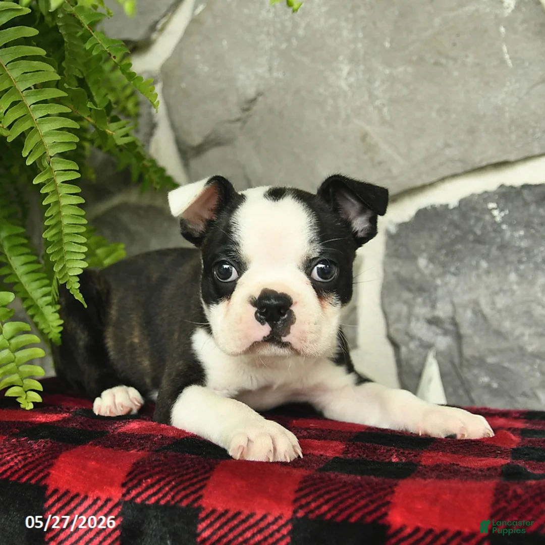 Boston Terrier dogs for sale: Teddy  - Ad 2