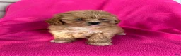 Shihpoo dogs for sale: LUCY - Ad 6