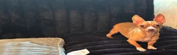 Chihuahua dogs for sale: Mrs anna  - Ad 1