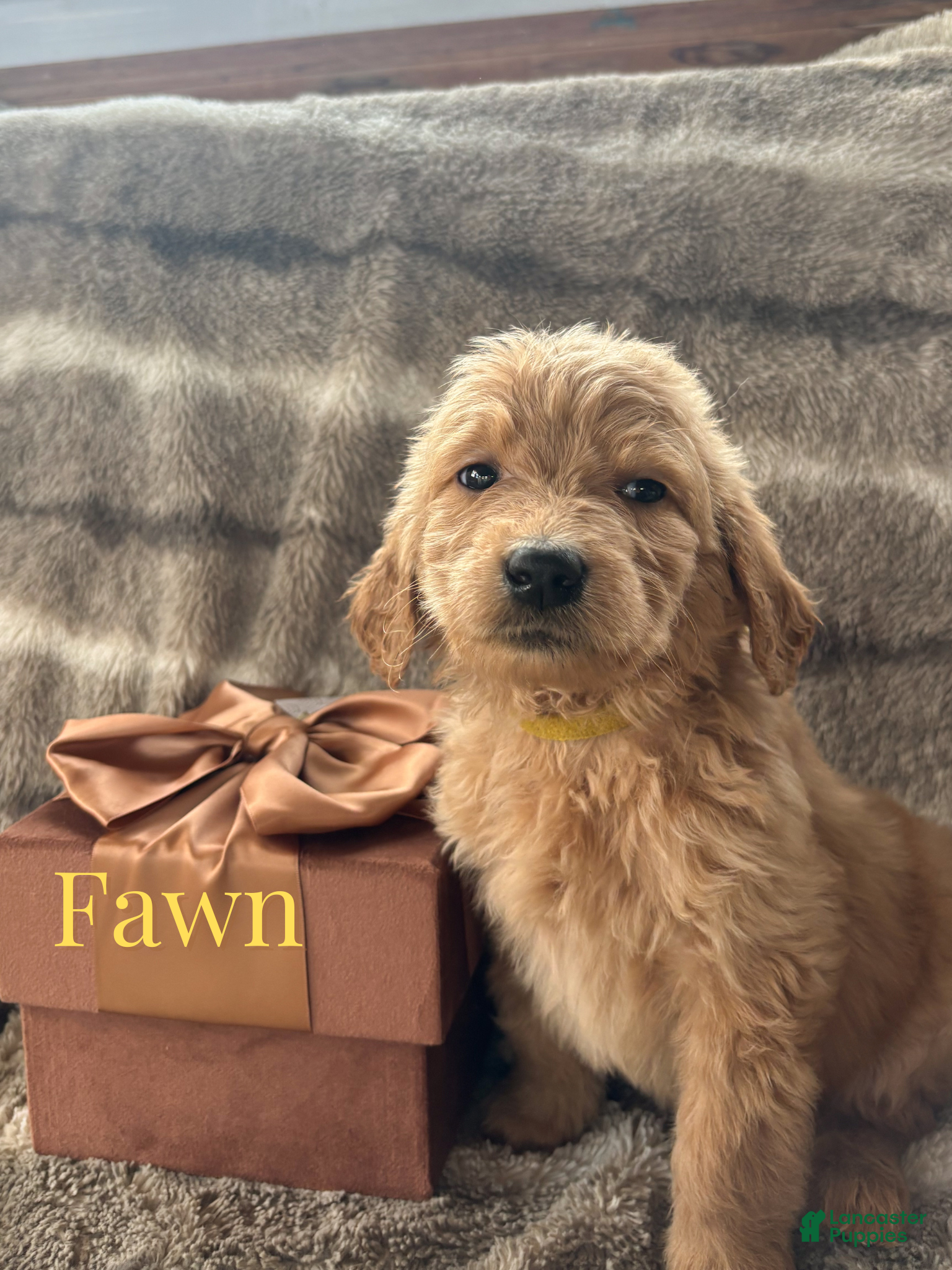 Goldendoodle dogs Fawn - Ad 6