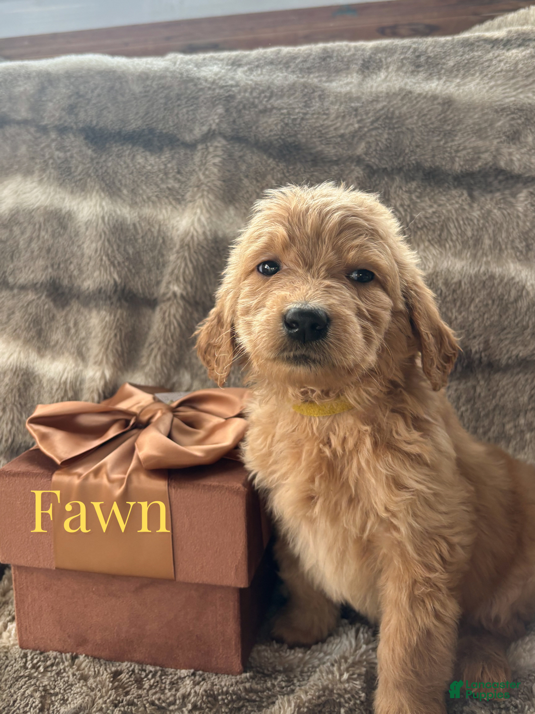 Goldendoodle dogs for sale: Fawn - Ad 1