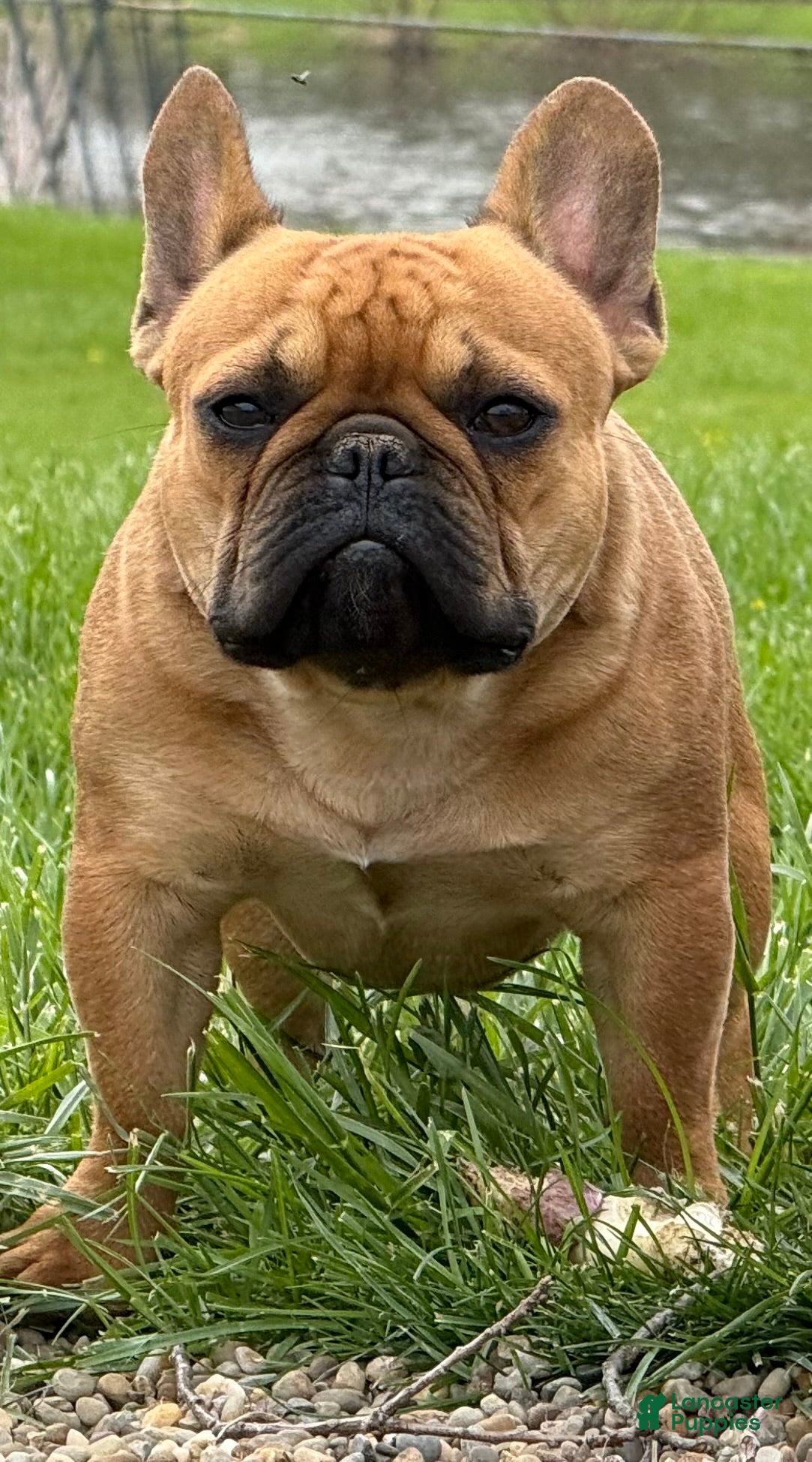 French Bulldog dogs Plankton  - Ad 1