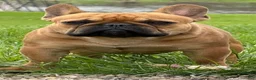 French Bulldog dogs for sale: Plankton  - Ad 1