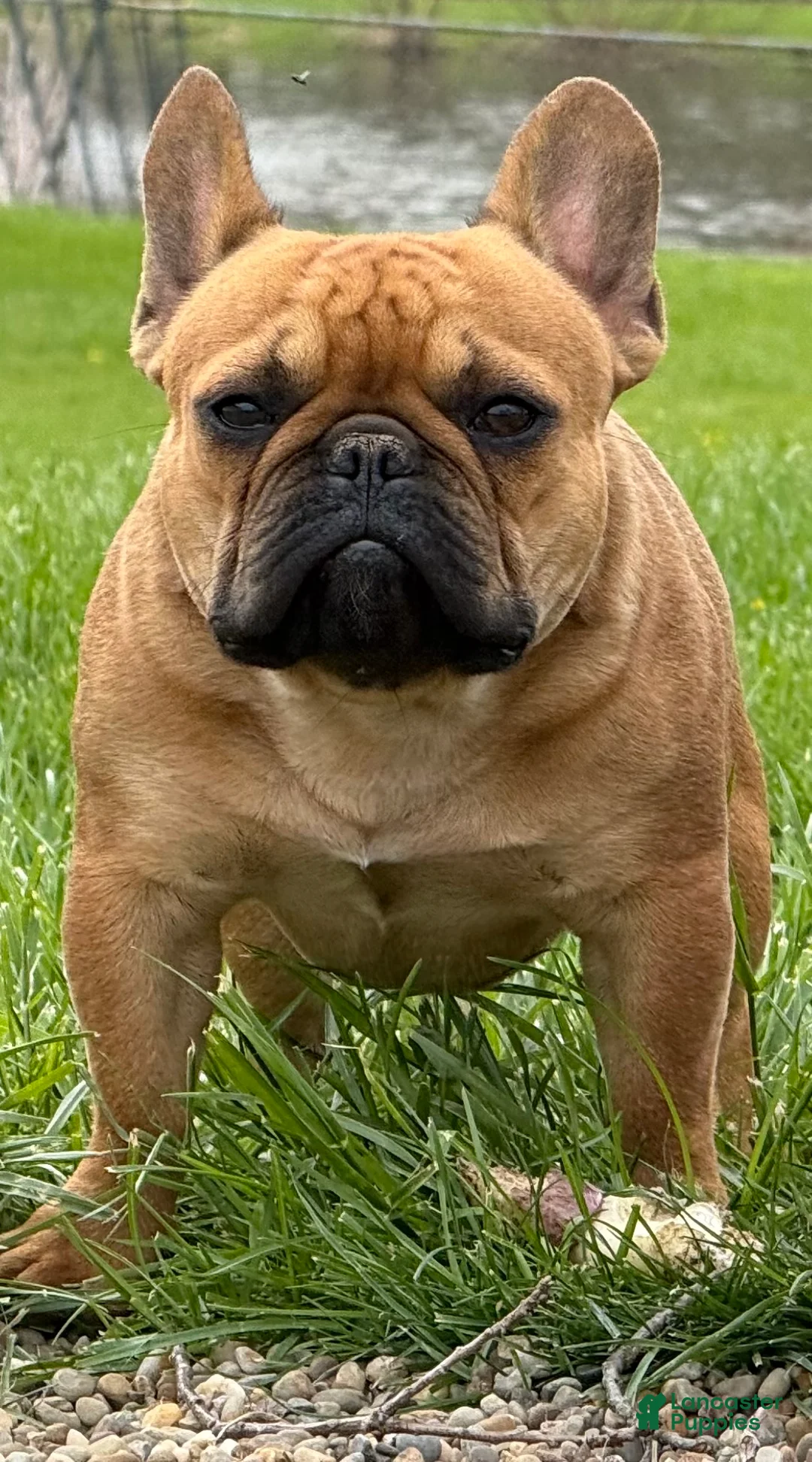 French Bulldog dogs for sale: Plankton  - Ad 1