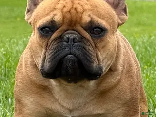 French Bulldog dogs for sale: Plankton - Ad 2