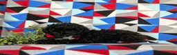 Mixed Breed dogs for sale: Murray - Ad 4