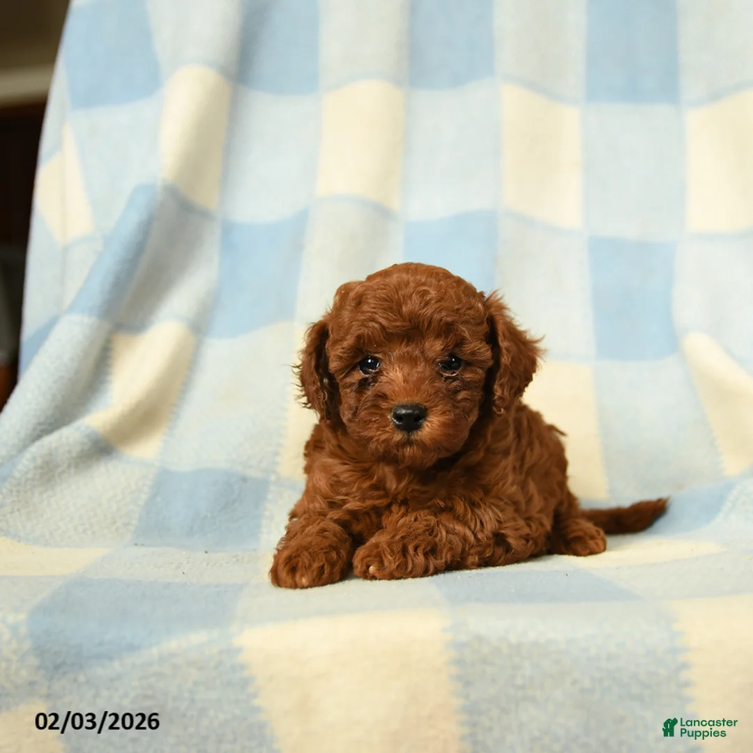 Miniature Poodle dogs for sale: Keturah - Ad 4