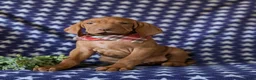 Vizsla dogs for sale: Hardyn - Ad 1