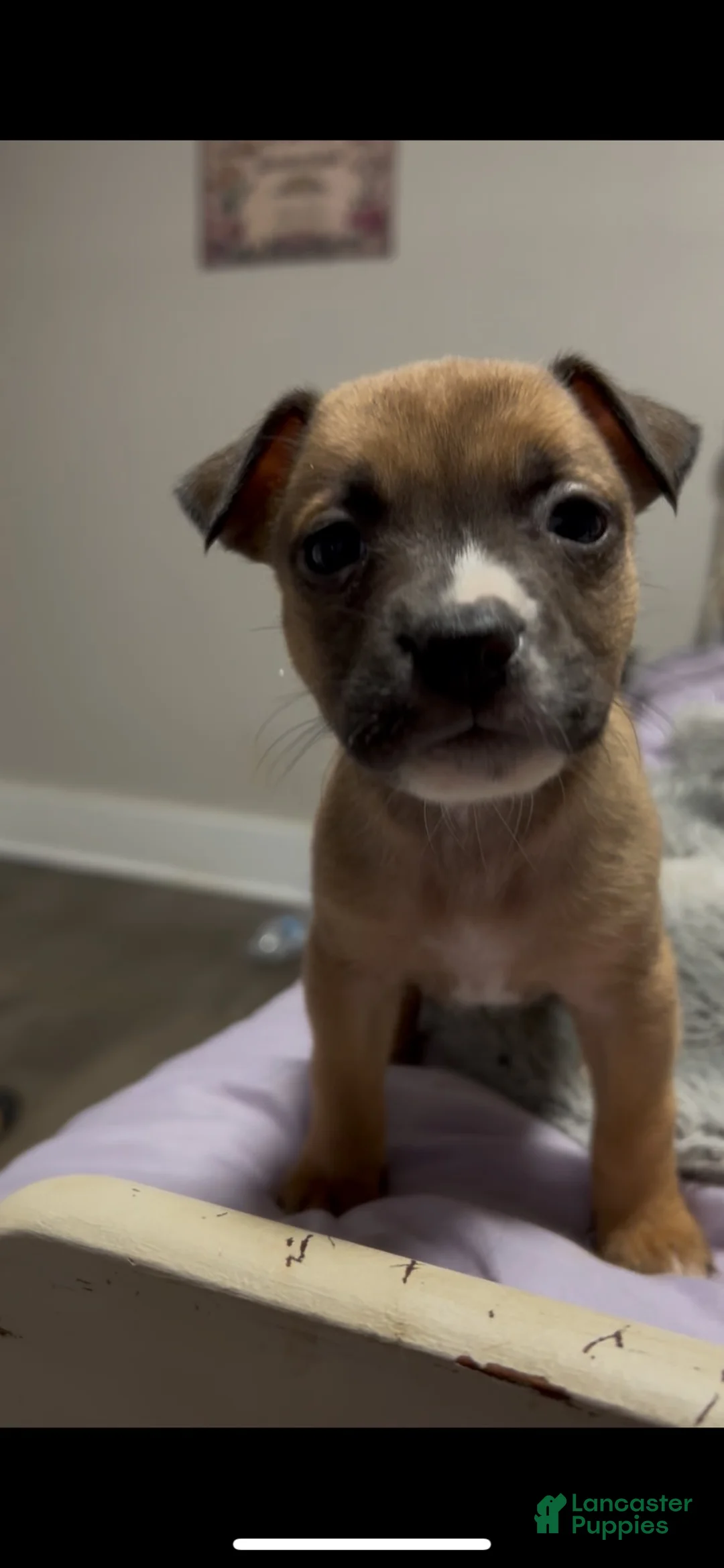 Mixed Breed dogs for sale: Girl 3 - Ad 2