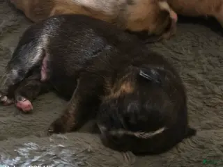 French Bulldog dogs French Bulldog Puppy 4 - Ad 6