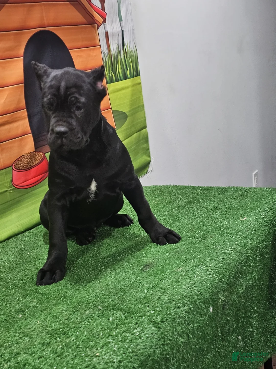 Cane Corso dogs for sale: GIZZEL - Ad 15