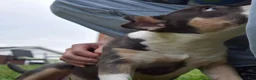 American Bully dogs for sale: American Bully 5 - Ad 3