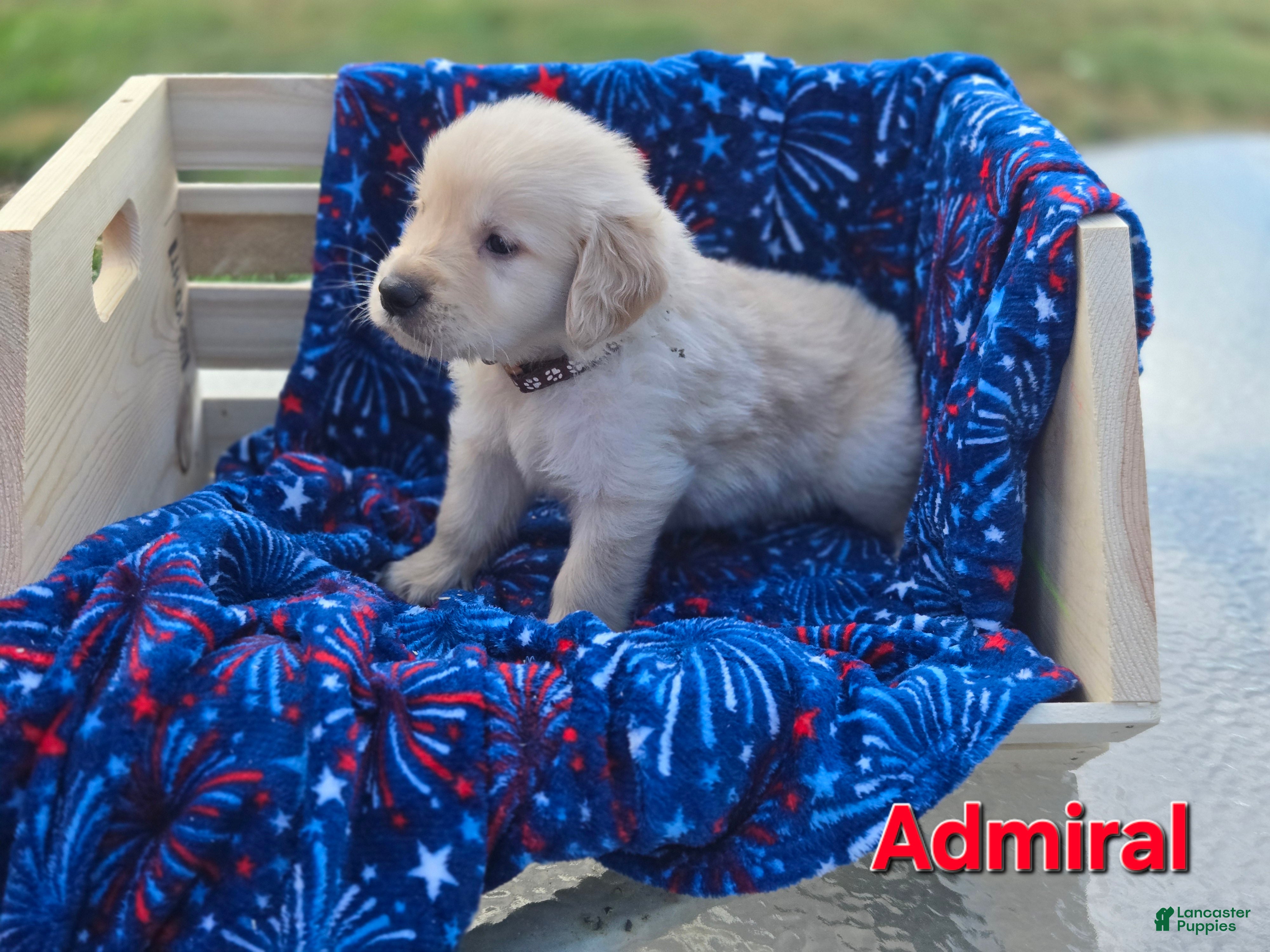 Golden Retriever dogs Golden Retriever 4 - Ad 40