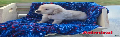 Golden Retriever 4
