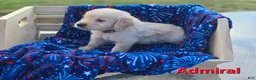 Golden Retriever dogs for sale: Golden Retriever 4 - Ad 1