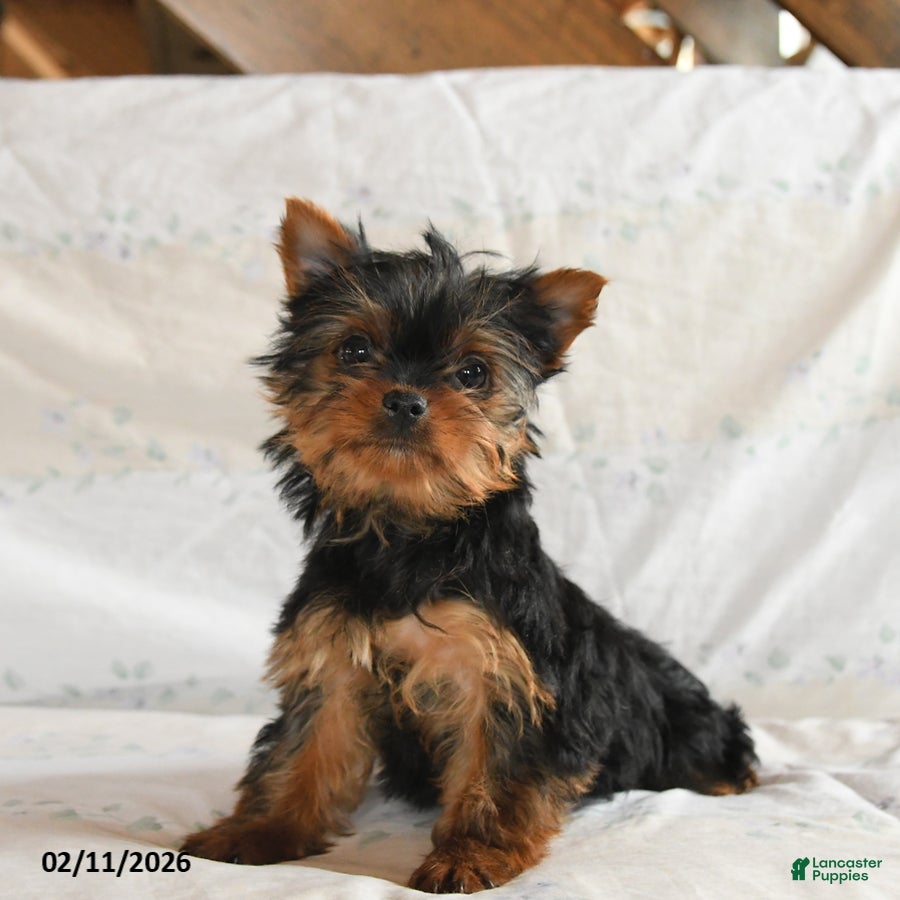 Yorkshire Terrier dogs Pixel - Ad 26