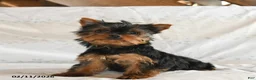 Yorkshire Terrier dogs for sale: Pixel - Ad 1