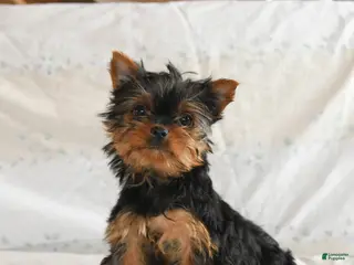 Yorkshire Terrier dogs Pixel - Ad 26