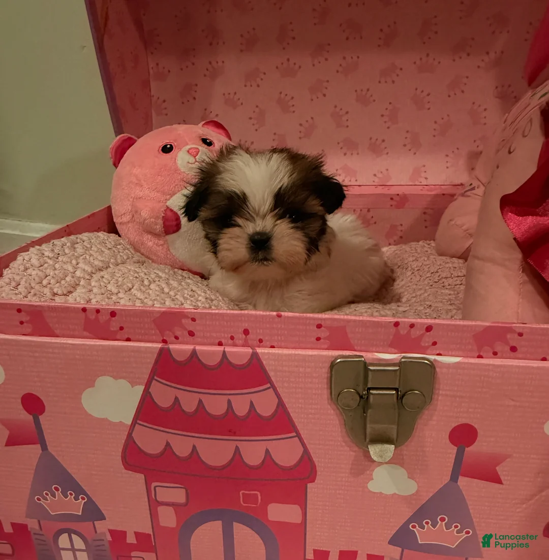 Shih Tzu dogs for sale: Shih Tzu Puppy 2 - Ad 4