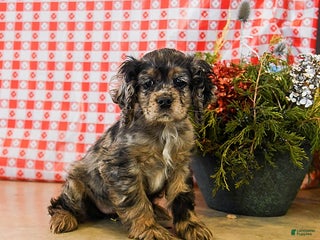 Cocker Spaniel dogs Penny - Ad 12