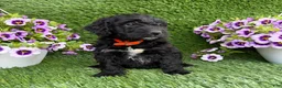 Mini Goldendoodle dogs for sale: AJ - Ad 4