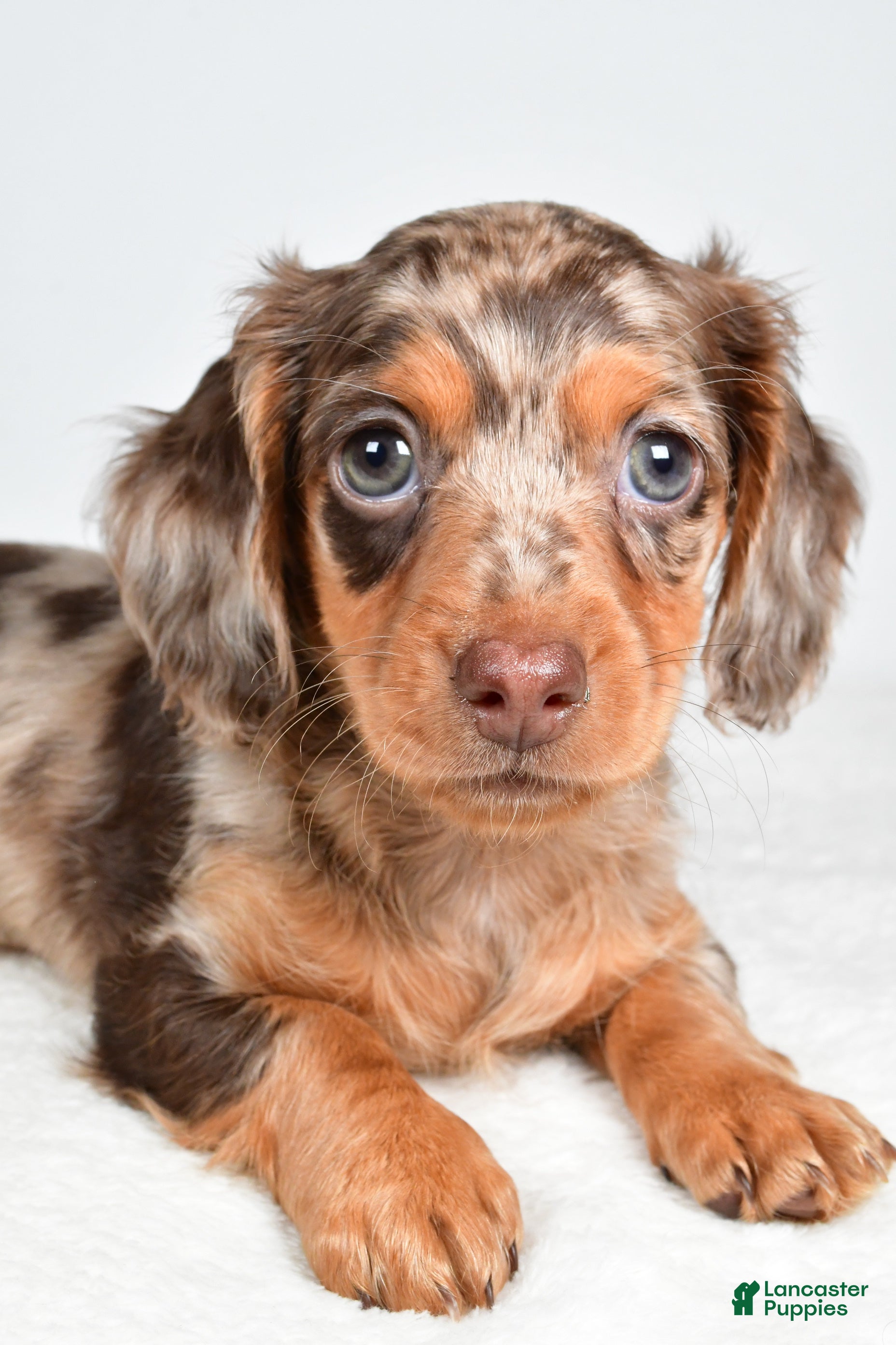 Miniature Dachshund dogs Skye  - Ad 2