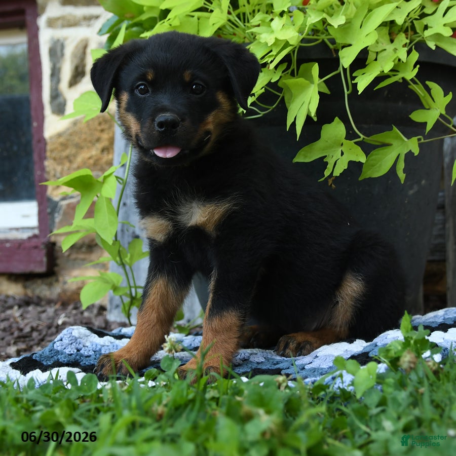 Rottweiler dogs Janie - Ad 2