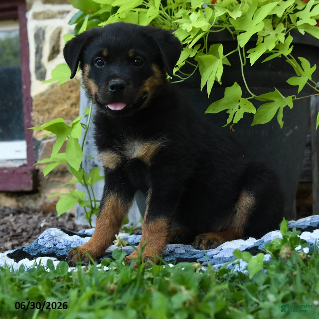 Rottweiler dogs for sale: Janie - Ad 2