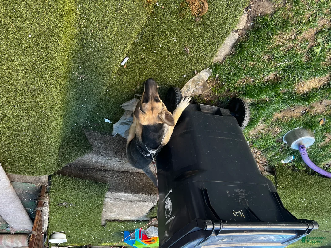 German Shepherd dogs for sale: Tiny - Ad 2