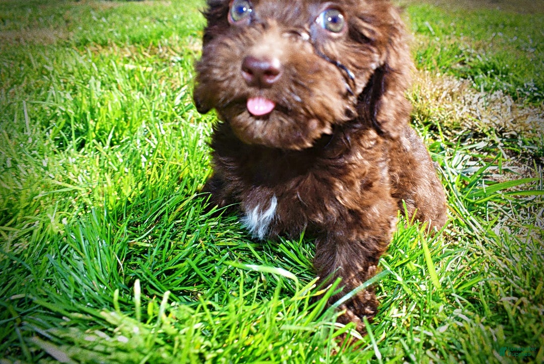 Havapoo dogs for sale: Itsy - Ad 14