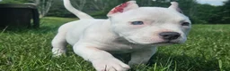 American Bully dogs for sale: White Male - Tatanka - Ad 11