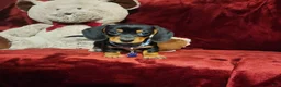 Miniature Dachshund dogs for sale: JASPER  - Ad 7