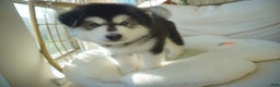 Alaskan Malamute dogs for sale: Xiao Huang - Ad 16
