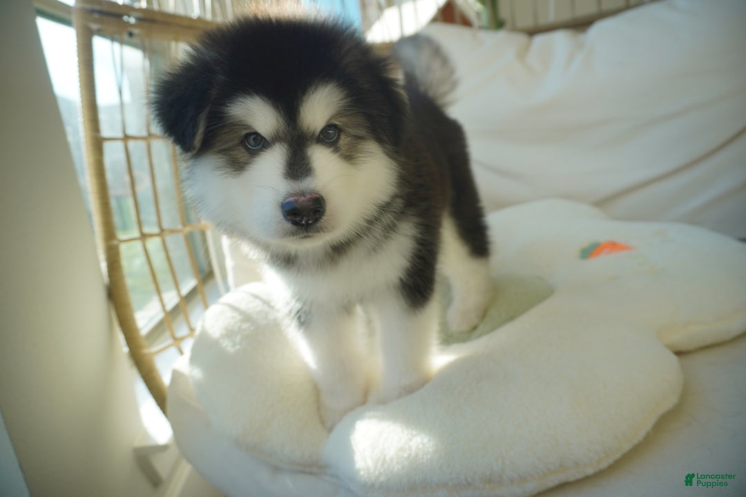 Alaskan Malamute dogs for sale: Xiao Huang - Ad 16