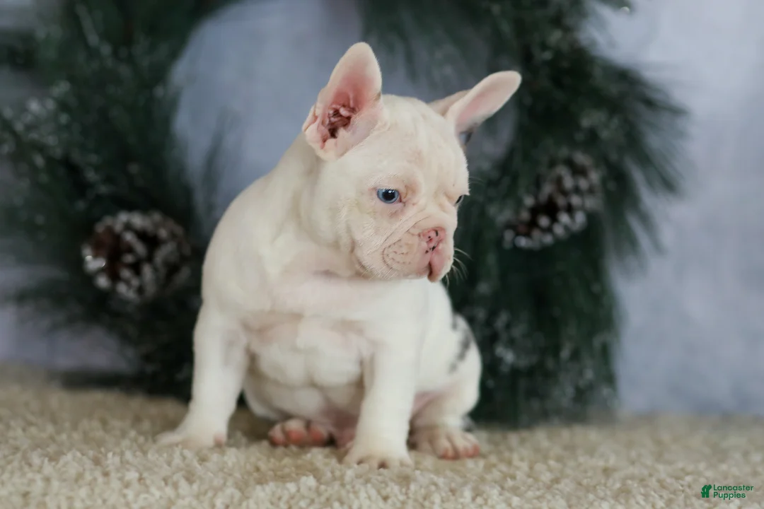 French Bulldog dogs for sale: Logan - Ad 7