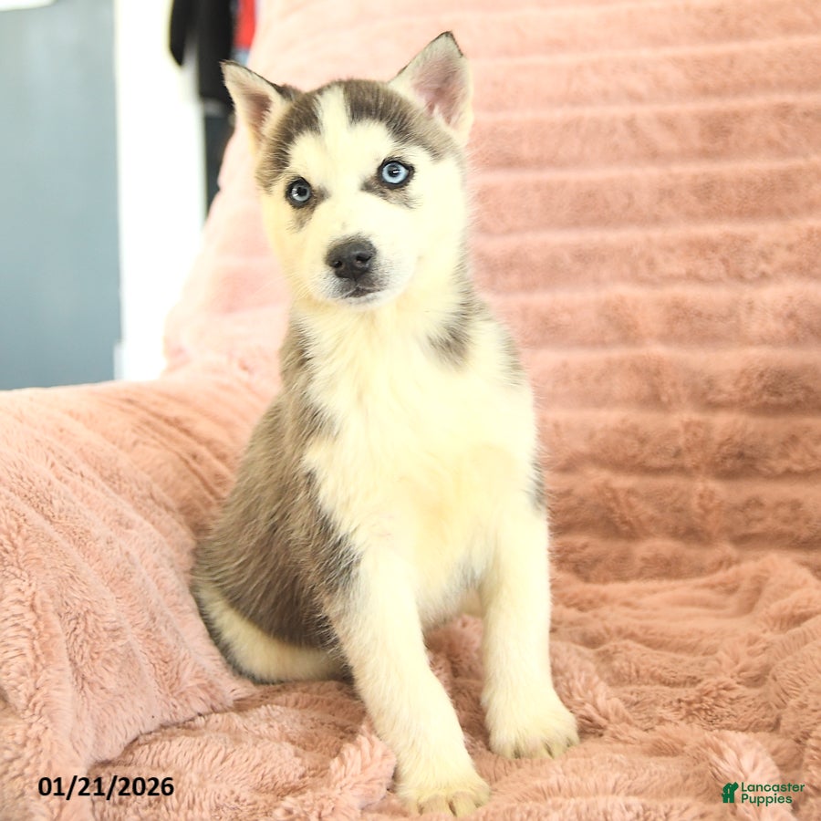 Siberian Husky dogs Radar - Ad 11