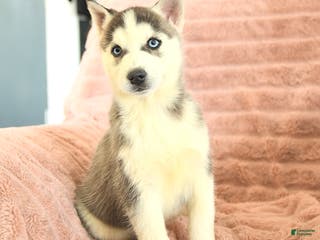 Siberian Husky dogs Radar - Ad 18