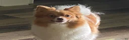 Pomeranian dogs for sale: Pomeranian 1 - Ad 4